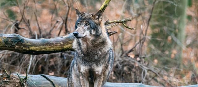 Foto: Dr. Tilo Geisel, Lizenz: Stiftung Naturlndschaften Brandenburg
