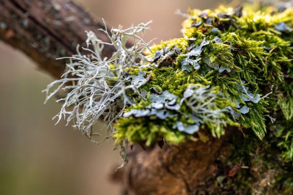 Foto: Dr. Tilo Geisel, Lizenz: Stiftung Naturlandschaften Brandenburg